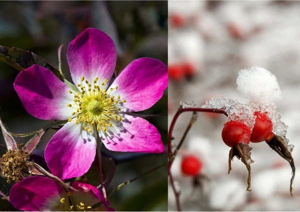 rosa_glauca